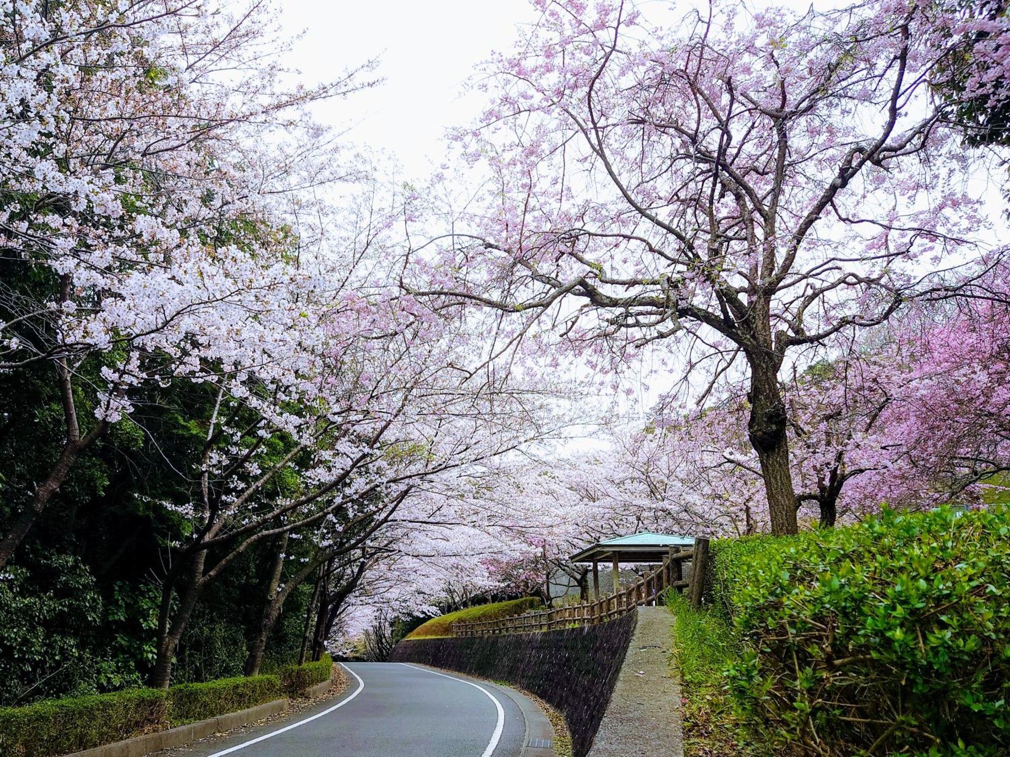 Apa Yamaguchi Hotel 3*